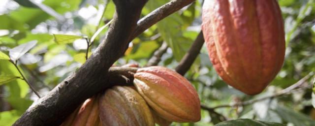 Barry Callebaut launches pilot to drive systemic change in cocoa farming