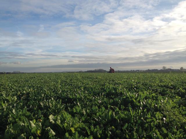 Barry Callebaut - Sustainable sugar beet plantation