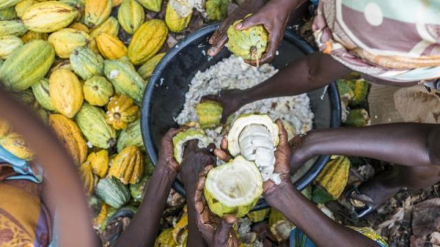 Cocoa harvesting