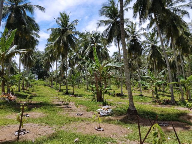 Coconut farm