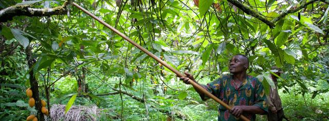 Organic cocoa farming