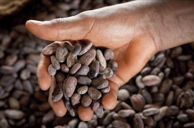 cocoa beans