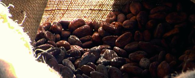 cocoa beans