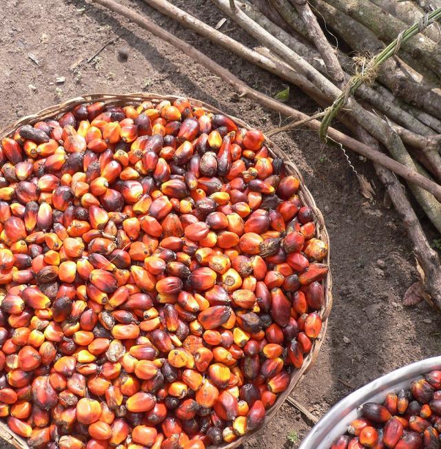 Palm oil