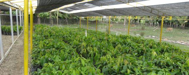 sustainable cocoa cultivation