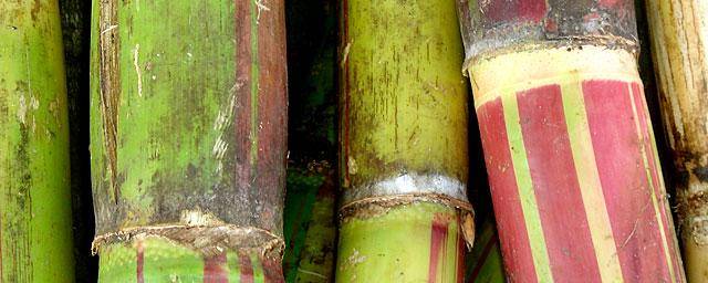 Sustainable cane sugar