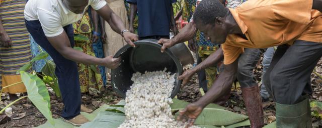 Cocoa farmers in Ghana