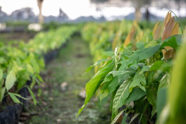 Barry Callebaut sources more than 50% of its ingredients sustainably