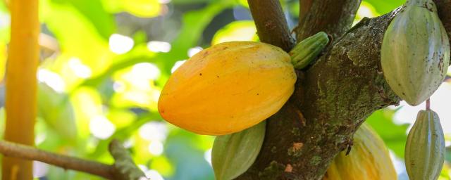 Cabosse naturals cacaofruit on tree