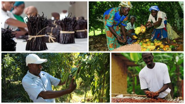 Barry Callebaut and Prova to launch joint project empowering vanilla farmers