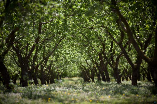 Hazelnut field in Spain