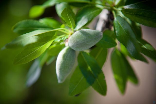 Fresh almonds on an almond tree