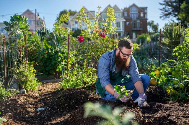 man picking vegetables in a garden