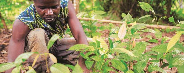 Cocoa Horizons - improving agricultural practices