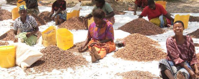 Woman drying cocoa beans