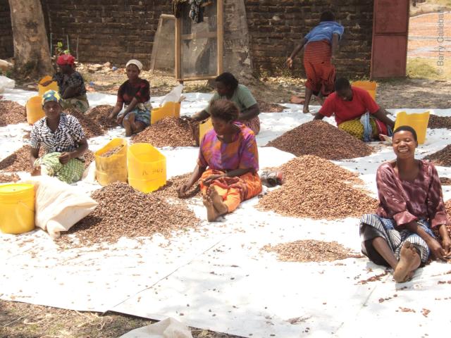 Woman drying cocoa beans