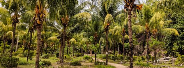 sustainable coconut and cocoa farming