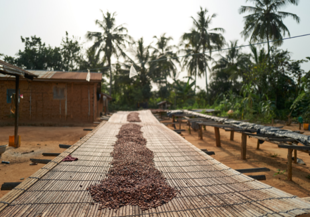 Cocoa beans drying under the sun