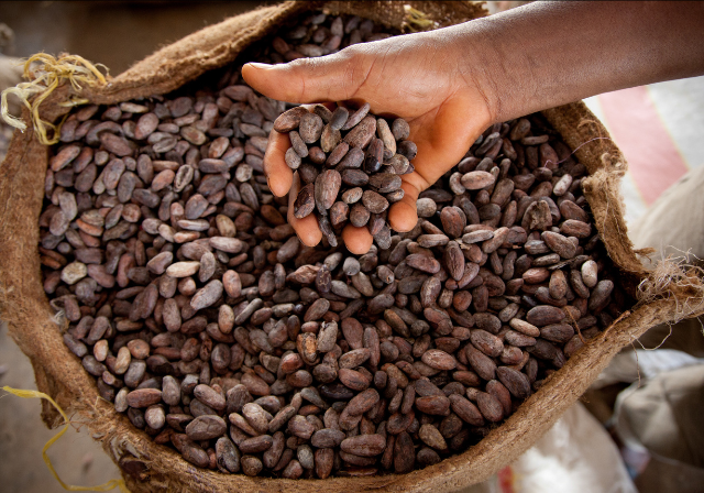 Cocoa beans