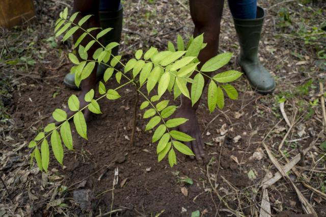 Reforesting the AGBO 2 Forest, Côte d’Ivoire