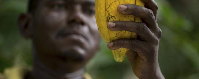 cocoa farmer in West Africa harvesting cocoa