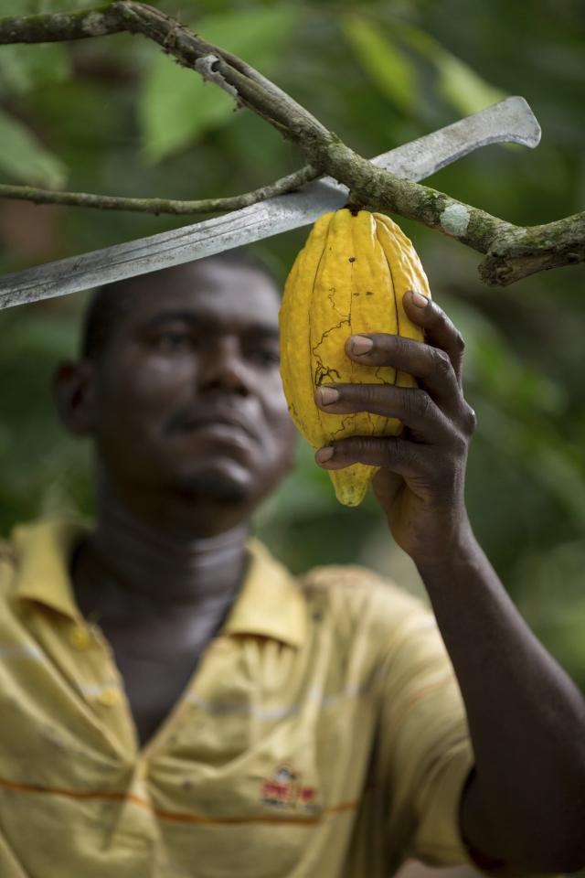 cocoa farmer in West Africa harvesting cocoa