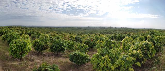 Barry Callebaut establishes Farm of the Future in Ecuador