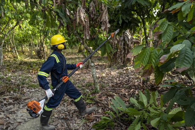 pre-harvest activities for better cocoa yield