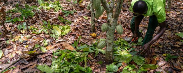 cocoa farming Cote d Ivoire