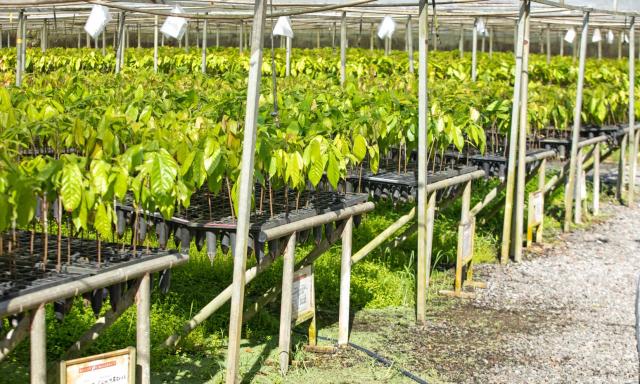 Barry Callebaut Brazil nursery