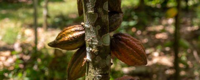 Barry Callebaut top sustainaibility ranking
