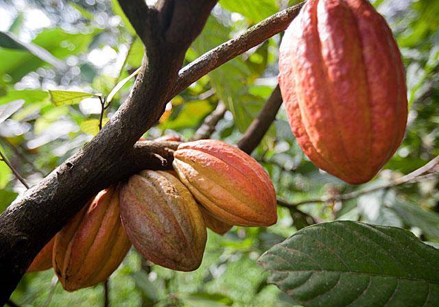 Cocoa pods from Cameroon