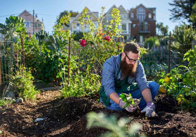 man picking vegetables in a garden